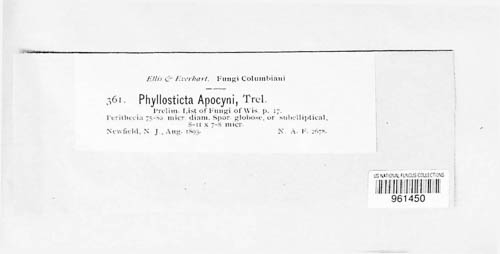 Phyllosticta apocyni-androsaemifolii image